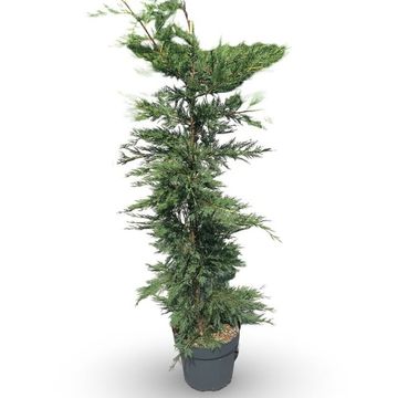 x Cupressocyparis leylandii