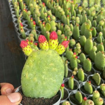 Opuntia inamoena