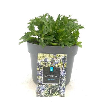 Eryngium x zabelii 'Big Blue'