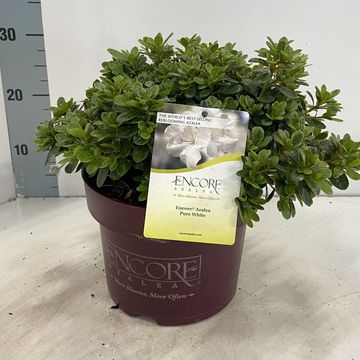 Rhododendron ENCORE PURE WHITE JULIA