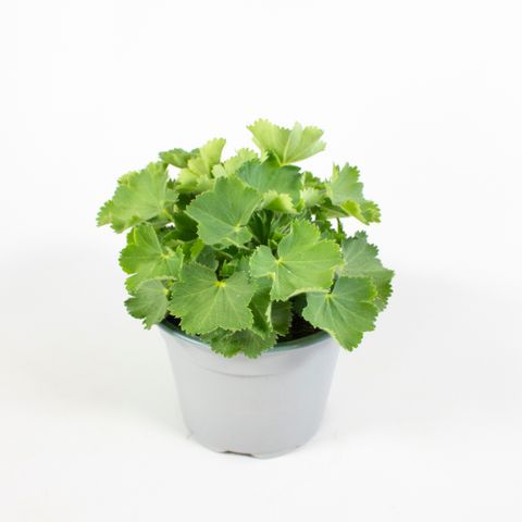 Alchemilla mollis