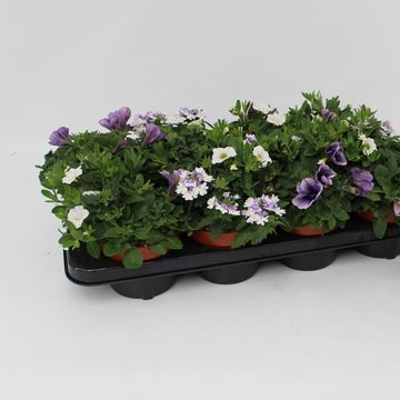 Perkplanten MIX IN POT