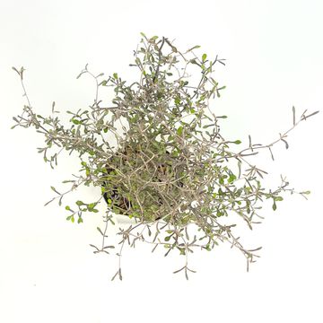 Corokia 'Maori Silver'