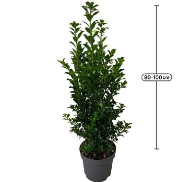 Ilex x meserveae HECKENFEE