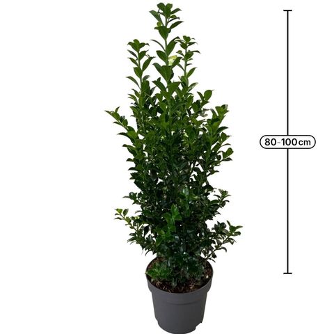 Ilex x meserveae HECKENFEE