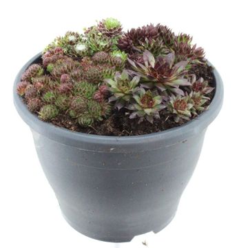 Sempervivum MIX IN POT