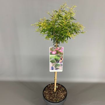 Calliandra surinamensis 'Dixie Pink'