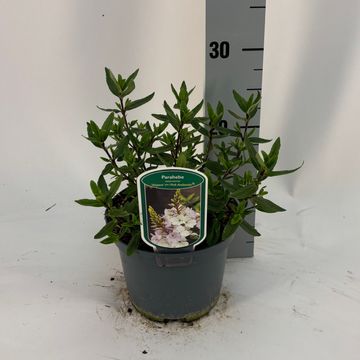 Parahebe catarractae PINK AVALANCHE
