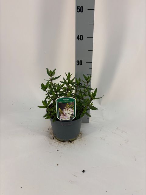 Parahebe catarractae PINK AVALANCHE
