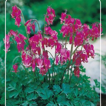 Dicentra 'King of Hearts'