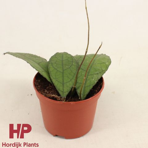 Hoya clemensiorum DARK LEAF
