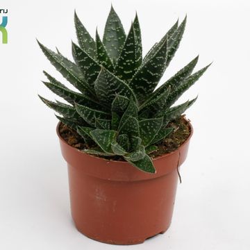 Gasteria 'Apollo'