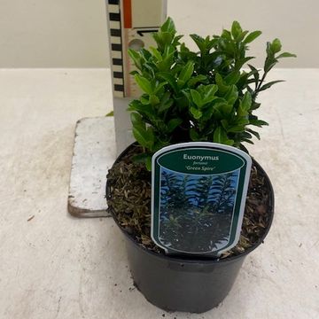 Euonymus japonicus 'Green Spire'