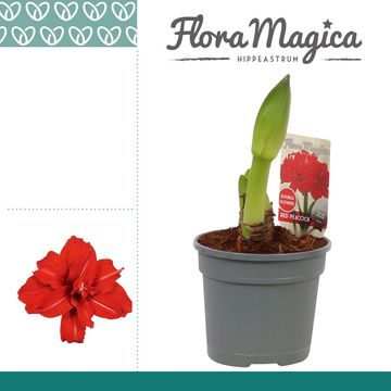 Hippeastrum 'Red Peacock'