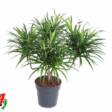 Dracaena reflexa 'Anita Variegata'