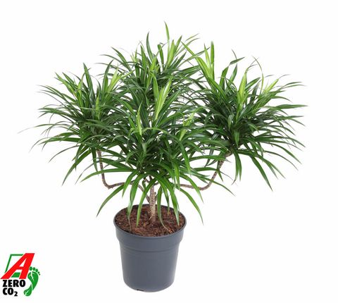 Dracaena reflexa 'Anita Variegata'