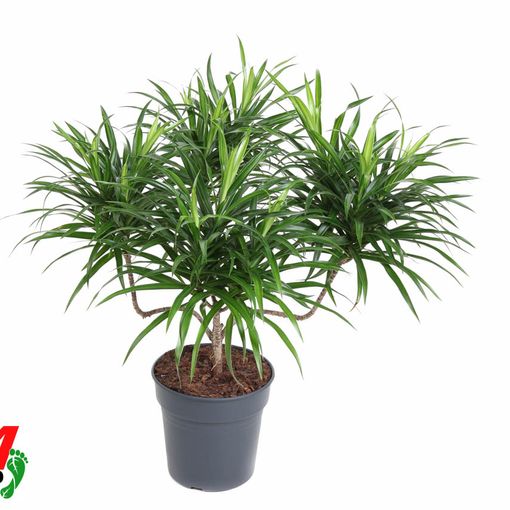 Dracaena reflexa 'Anita Variegata'