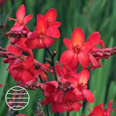 Crocosmia WALBERTONS MISS SCARLET