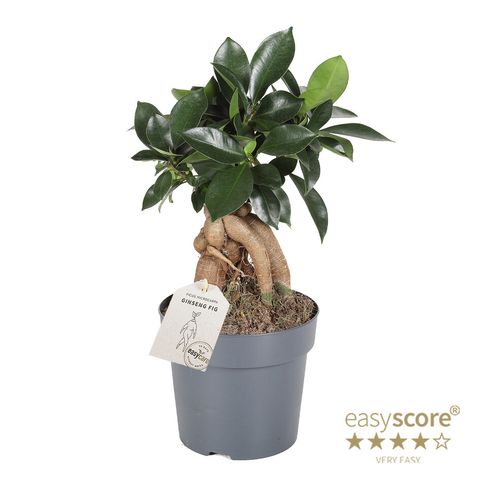 Ficus microcarpa