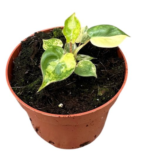 Philodendron billietiae 'Variegata'