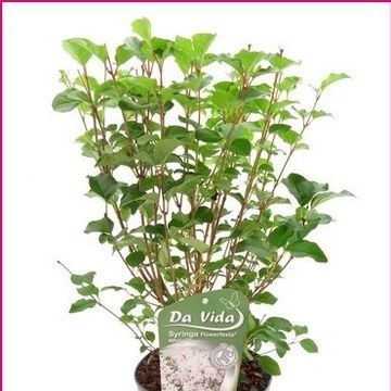 Syringa meyeri FLOWERFESTA WHITE