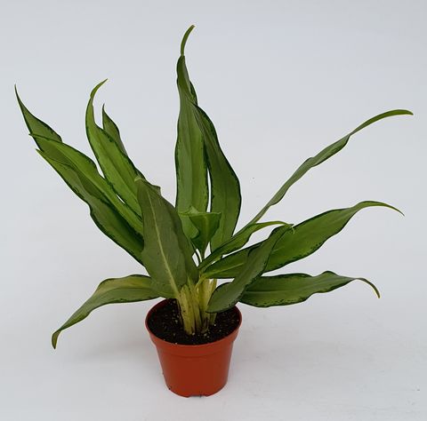 Aglaonema 'White Lance'