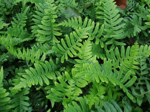 Polypodium vulgare