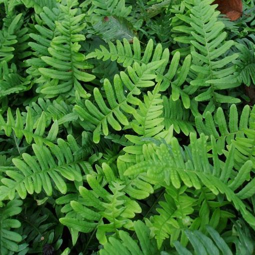 Polypodium vulgare