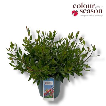 Gaura lindheimeri GAUDI WHITE