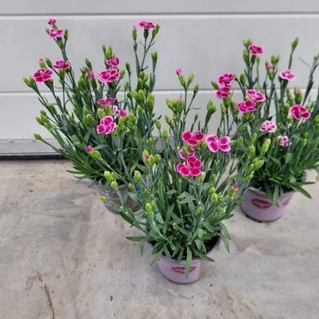 Dianthus PINK KISSES