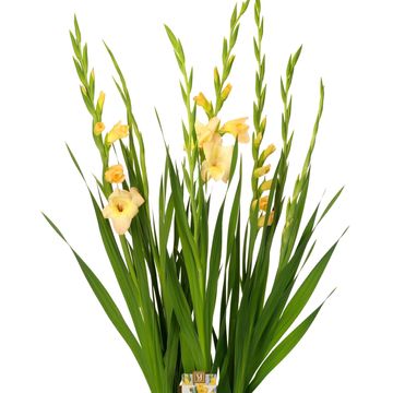 Gladiolus GLAMINI CHARLOTTE