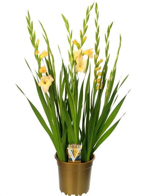 Gladiolus GLAMINI CHARLOTTE