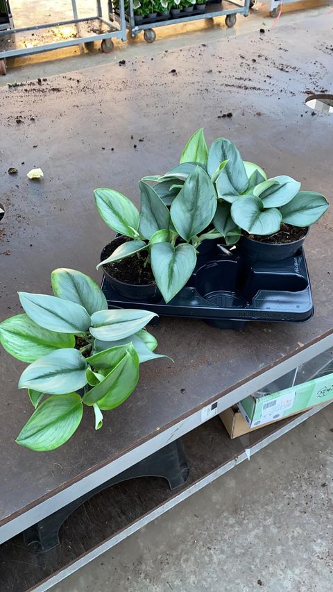 Scindapsus treubii 'Moonlight'