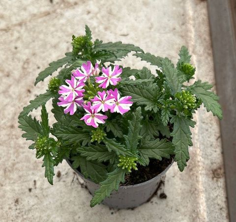 Verbena VEGAS DEEP VIOLET