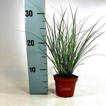 Carex brunnea 'Jubilo'