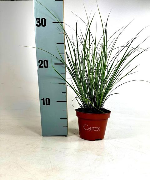 Carex brunnea 'Jubilo'