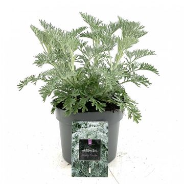 Artemisia 'Powis Castle'