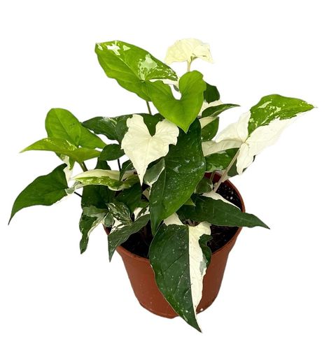 Syngonium podophyllum 'Albo Variegatum'