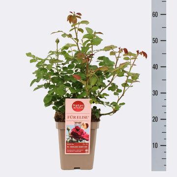 Rosa FÜR ELISE