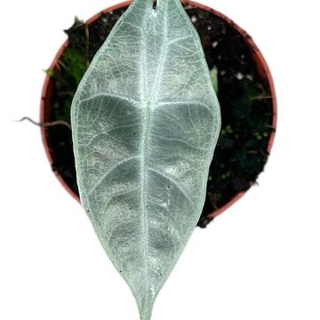 Alocasia longiloba SILVER