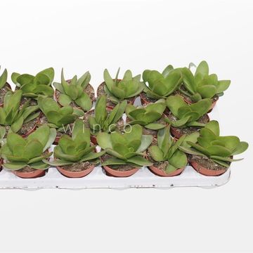 Crassula cotyledonis 'Verde'