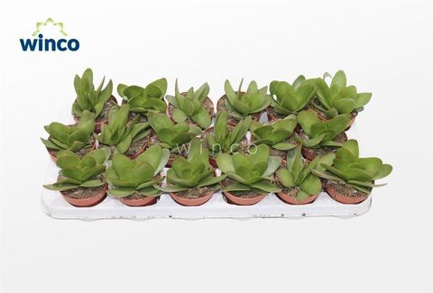 Crassula cotyledonis 'Verde'