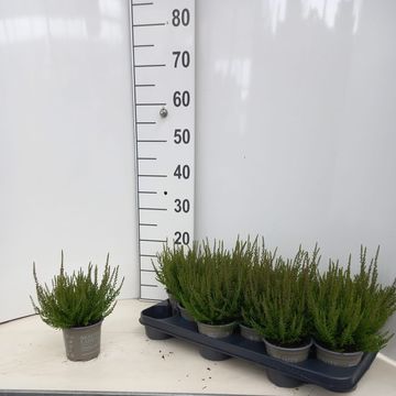 Calluna vulgaris BEAUTY LADIES SCARLET