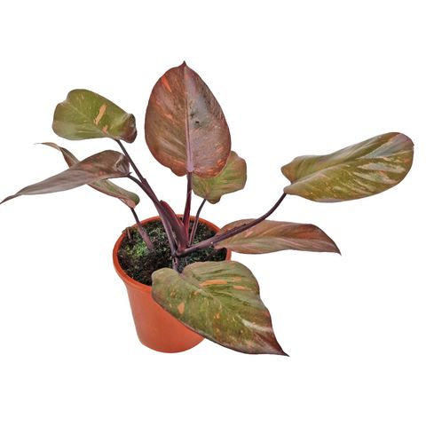 Philodendron 'Orange Princess'