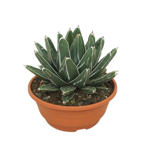 Agave victoriae-reginae