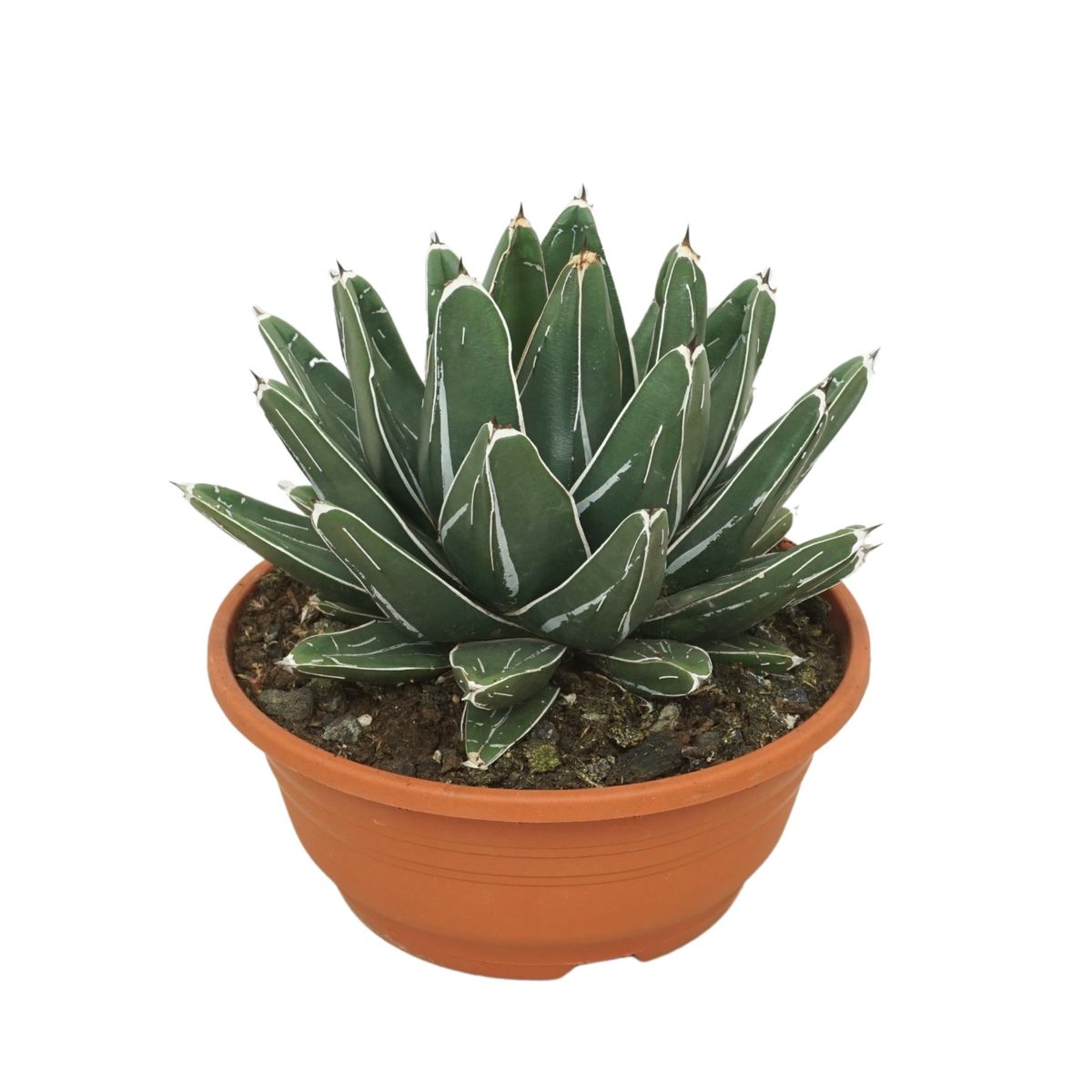 Agave victoriae-reginae — Plant Wholesale FlorAccess