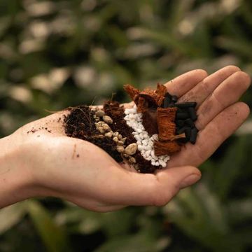 Substrates SYNGONIUM MIX