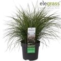 Miscanthus sinensis 'Cute One'