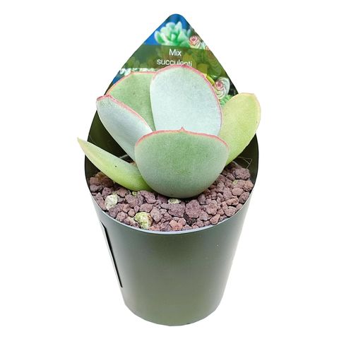 Cotyledon orbiculata