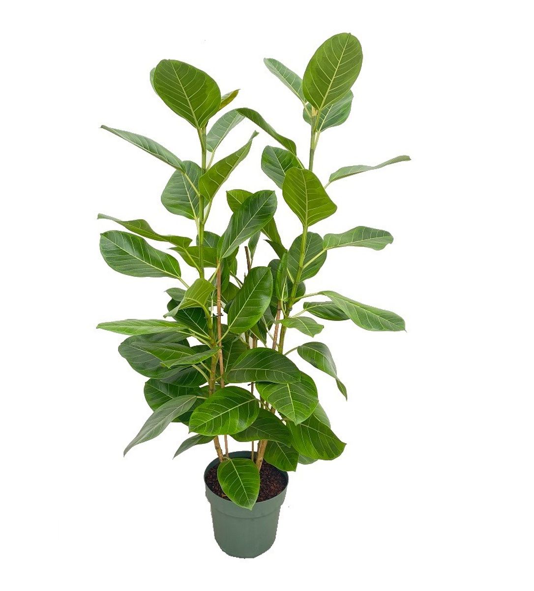 Ficus altissima — Рослини оптом FlorAccess